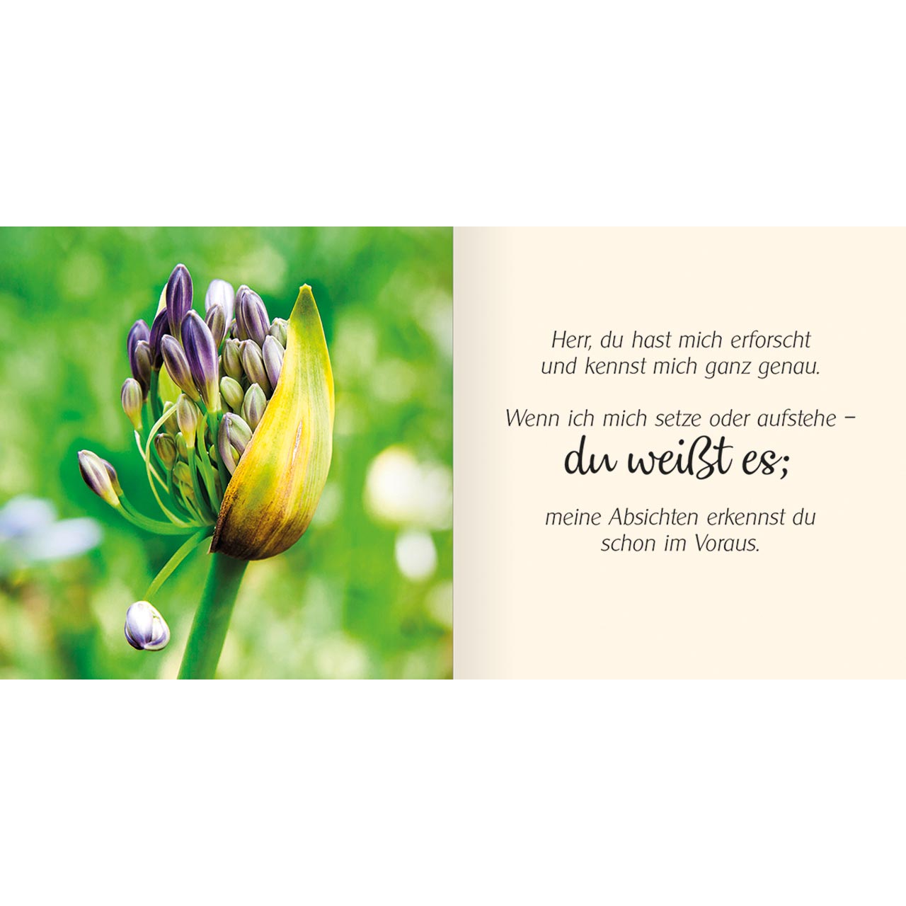 Geschenkbuch - Ich schenke dir - Psalm 139 - rosa Rosen Hände