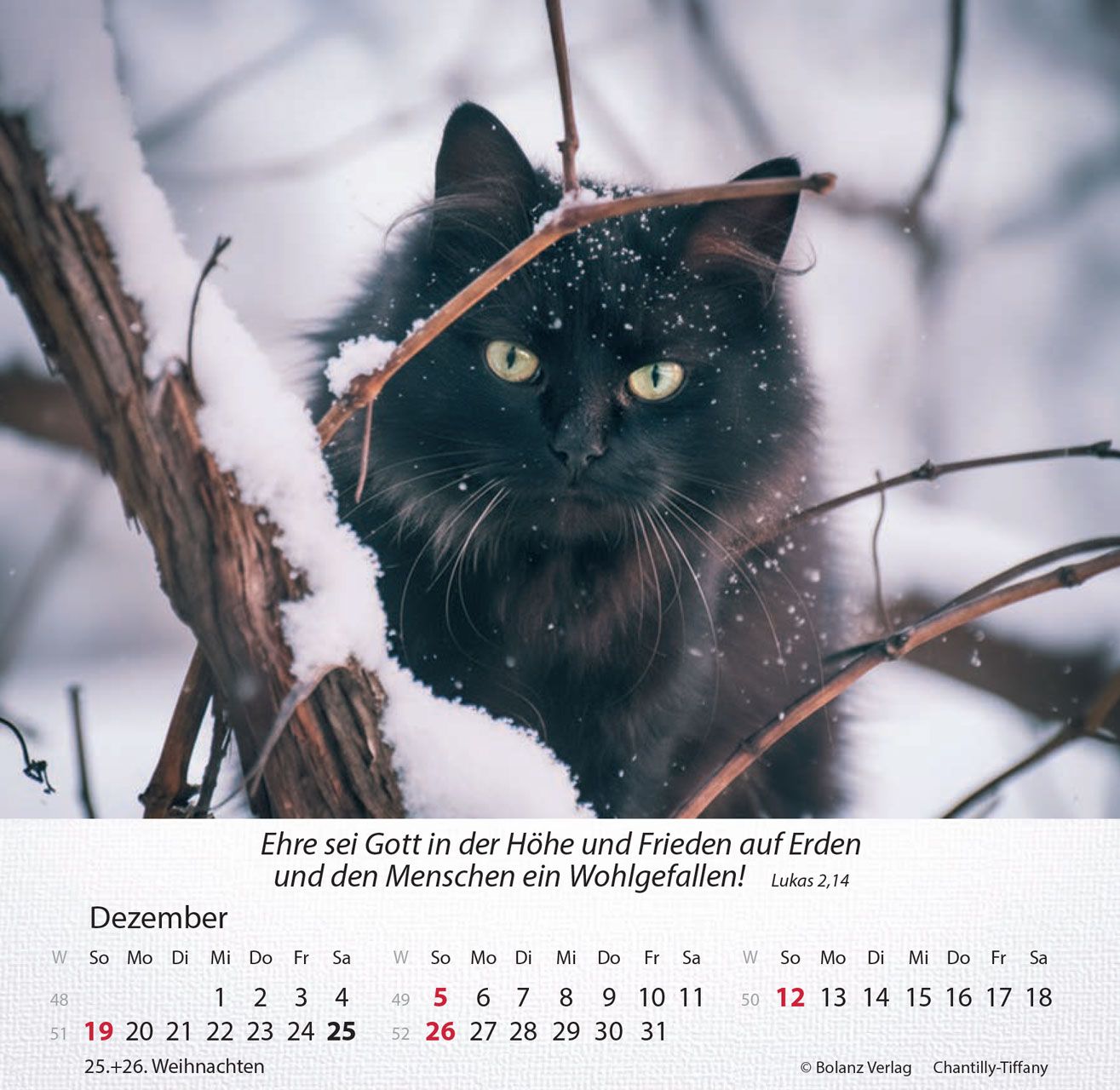 Tischkalender - Katzen 2027 Tischkalender