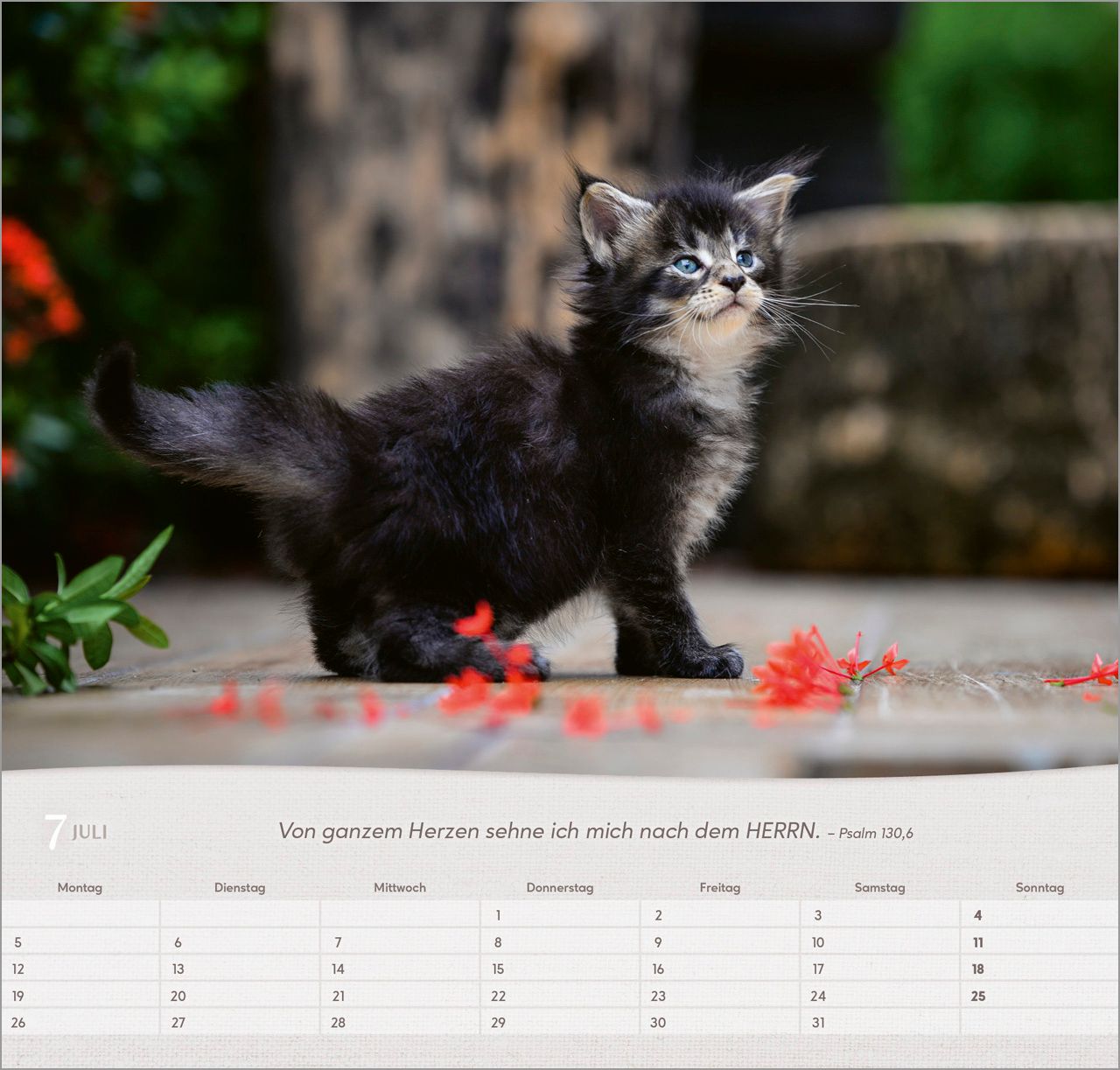 Wandkalender - Katzen 2027 Wandkalender