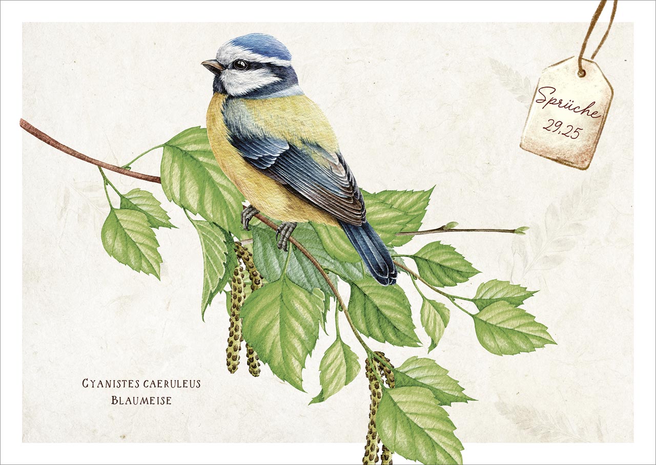 Karten-Box Papier - Postkartenbox "Meisterwerke des Schöpfer" - Igel