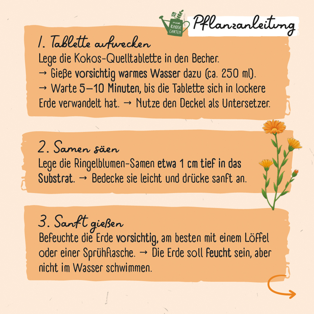 Saatgut - Ringel-Ringel-Blume