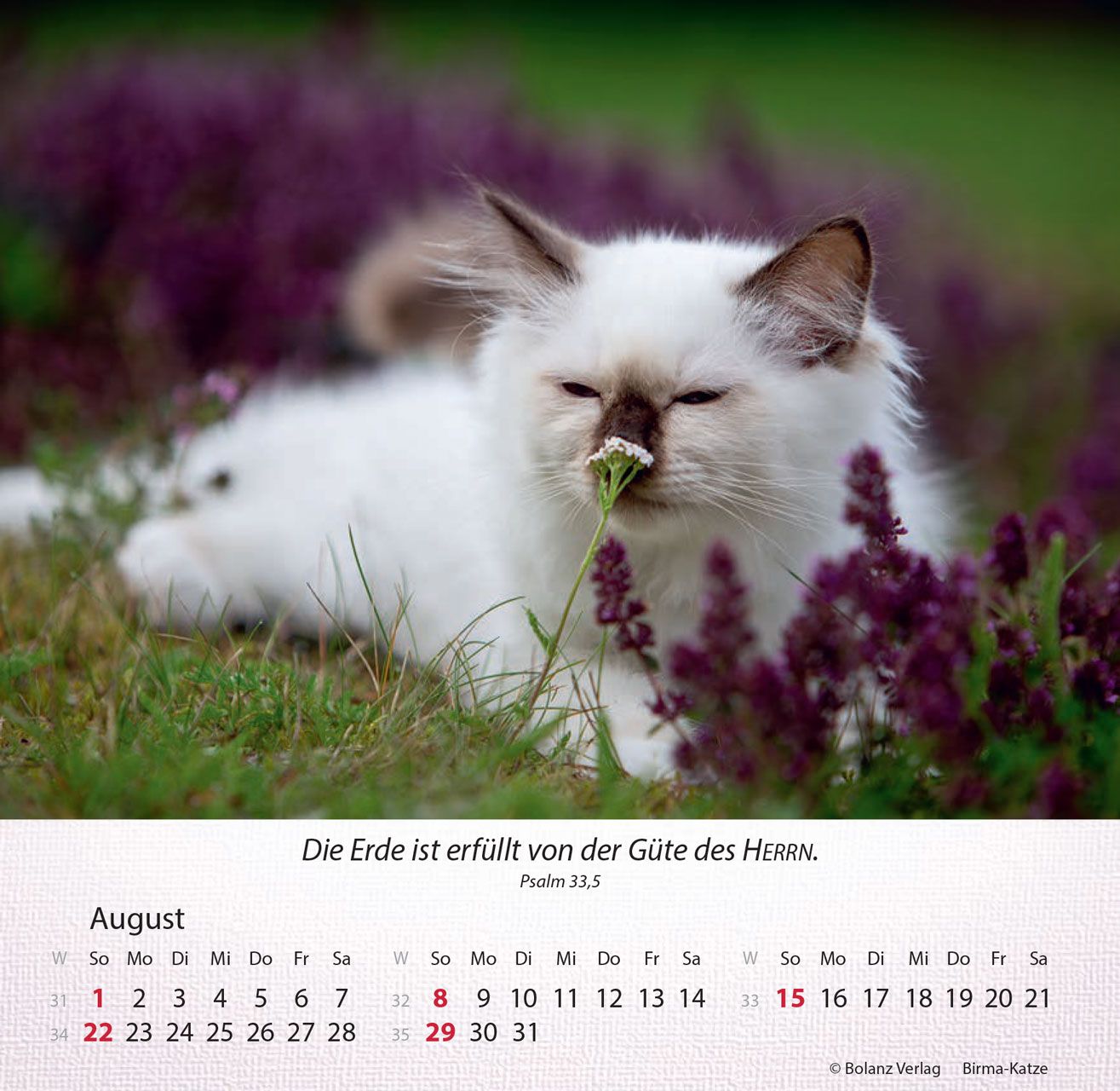 Tischkalender - Katzen 2027 Tischkalender