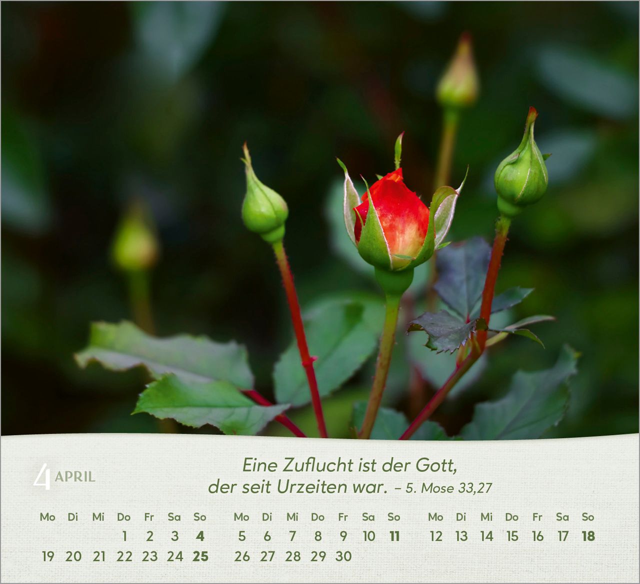 Tischkalender - Rosen 2027