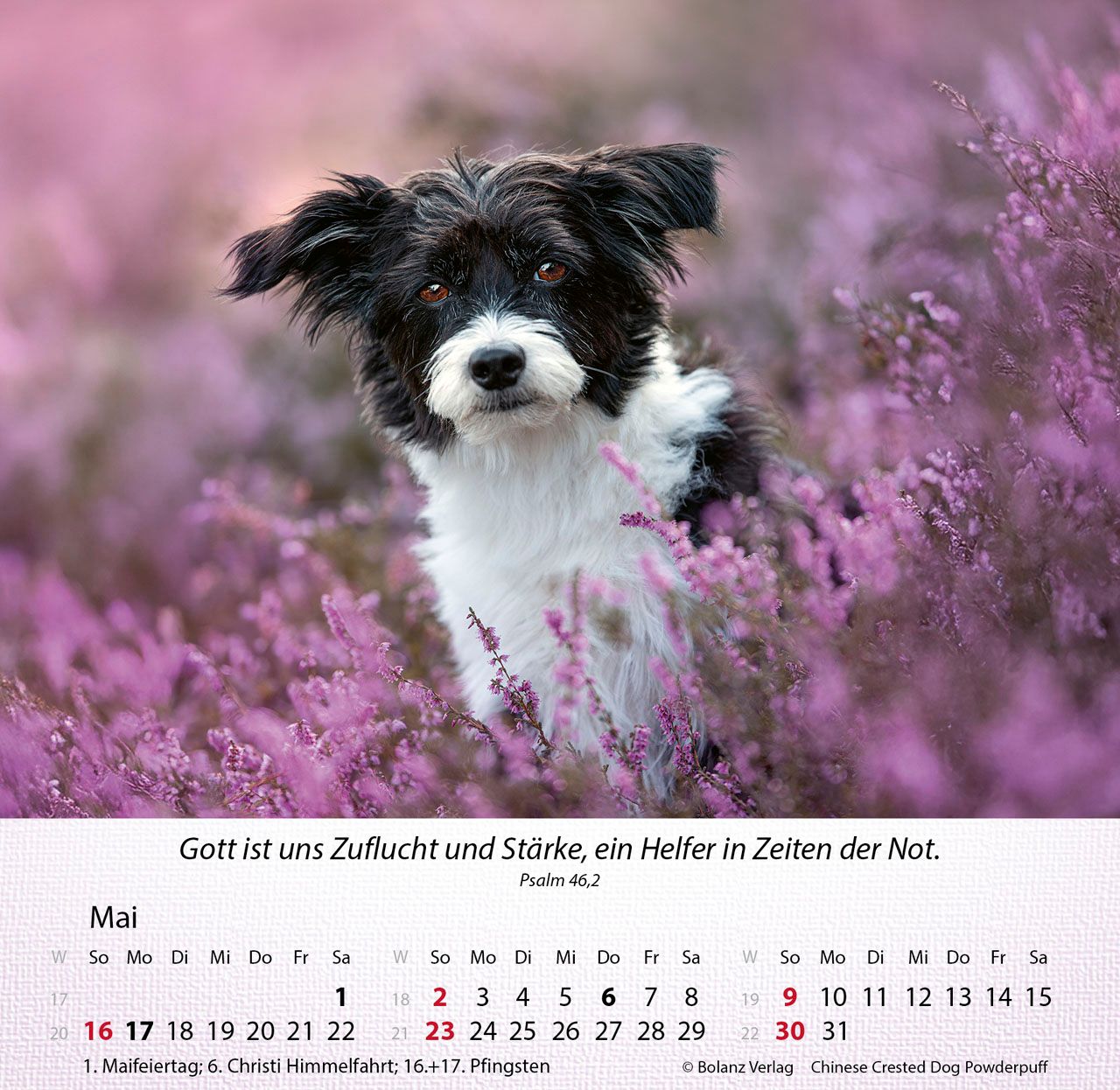 Tischkalender - Hunde 2027 Tischkalender