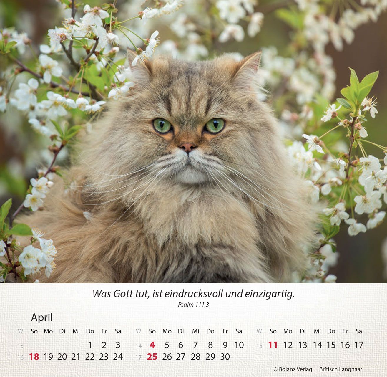 Tischkalender - Katzen 2027 Tischkalender