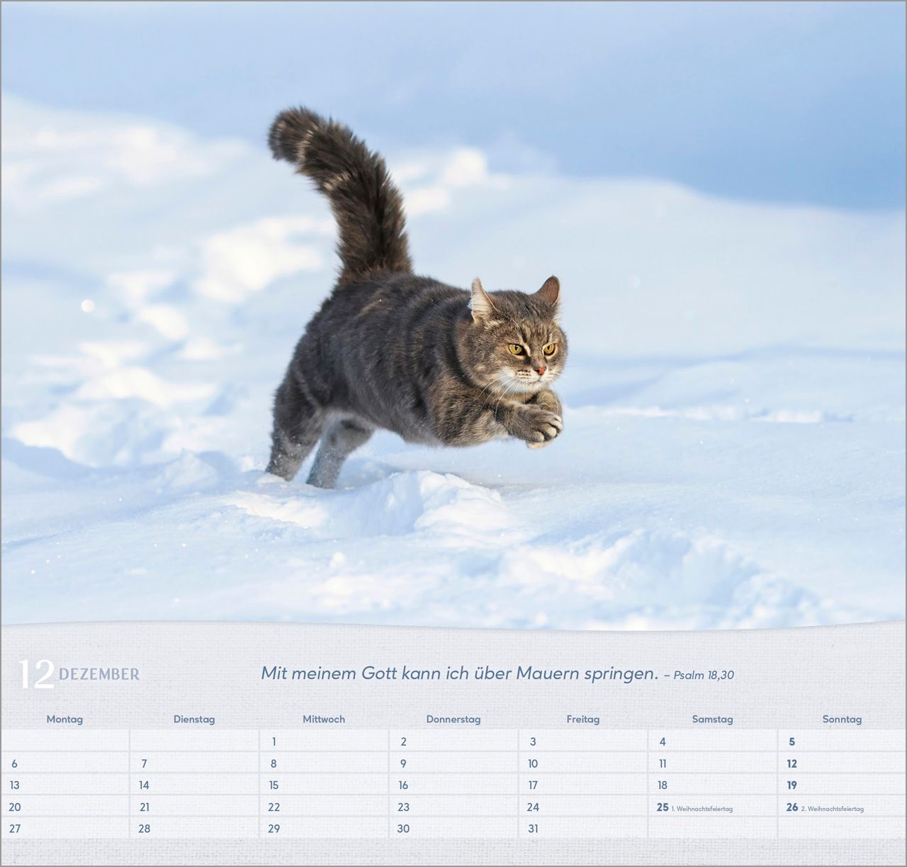 Wandkalender - Katzen 2027 Wandkalender