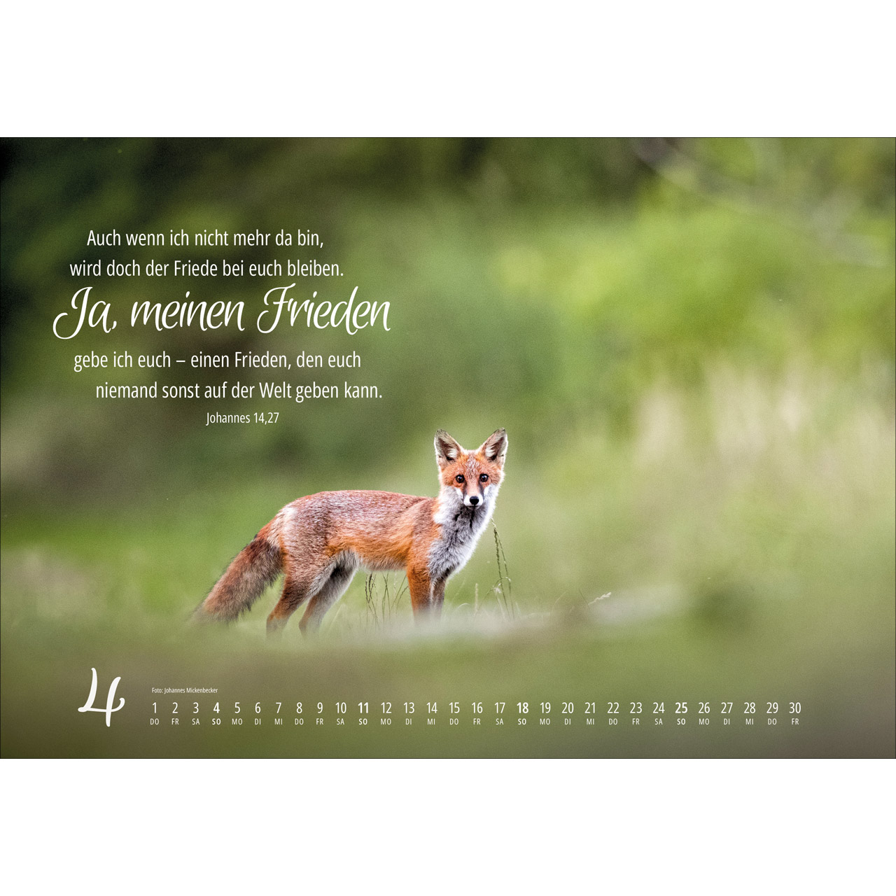 Wandkalender - Real Wildlife 2027