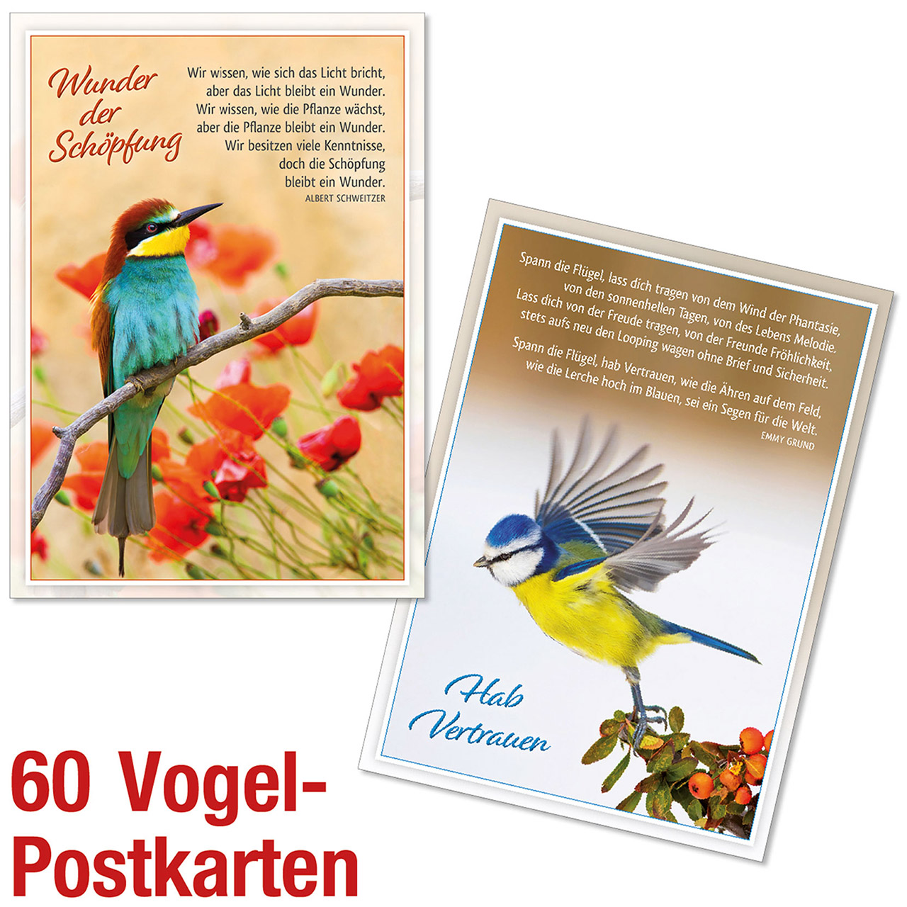 Postkarten-Paket - Spar-Paket: Vogel Postkarten - Vögel