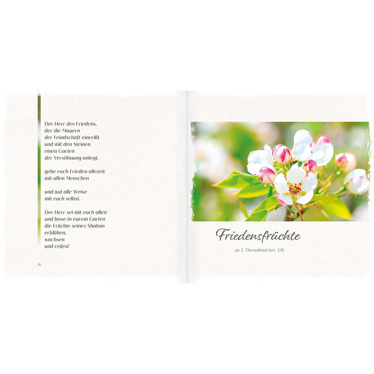 Geschenkbuch - Gottes Segen leuchte über dir - Lavendel lila Schmetterling