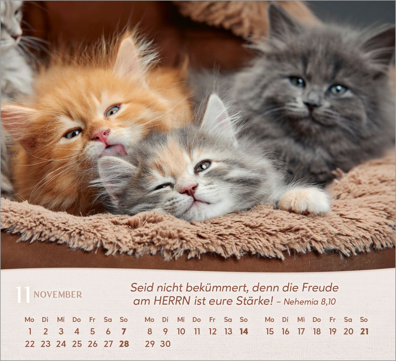 Tischkalender - Katzen 2027