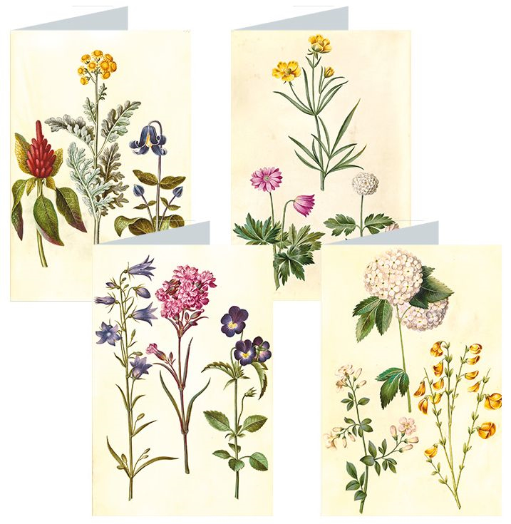 Briefkarten-Set 8 Ex. 'Gottorfer Sträußchen'