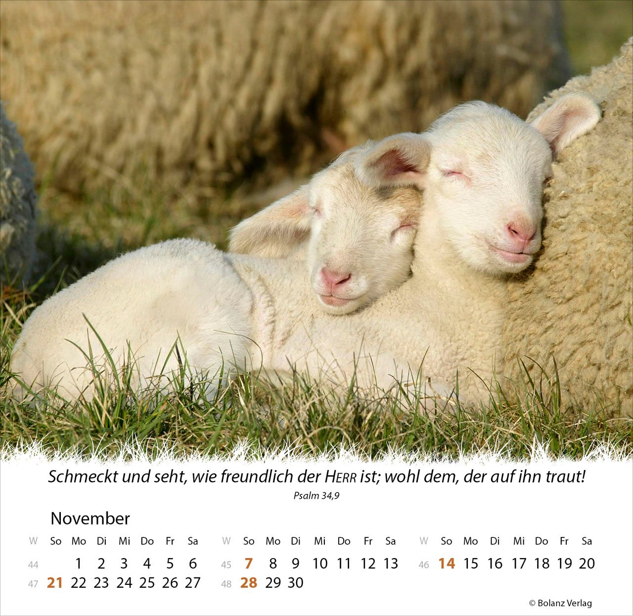 Tischkalender - Ein Leben für die Schafe 2027 Tischkalender