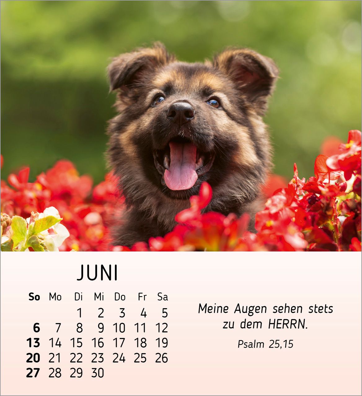 Tischkalender - Meine kleinen Freunde 2027