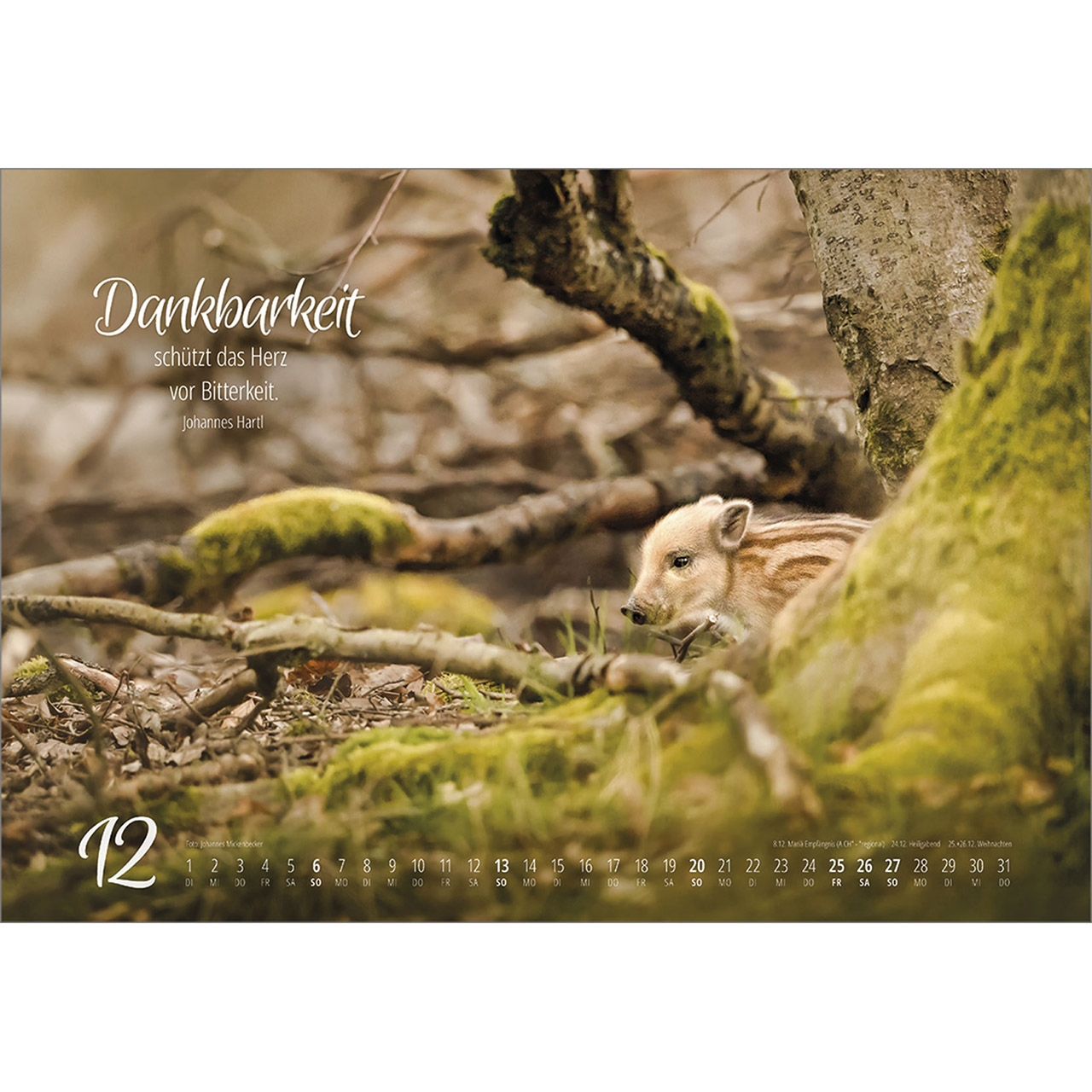 Wandkalender - Real Wildlife 2026