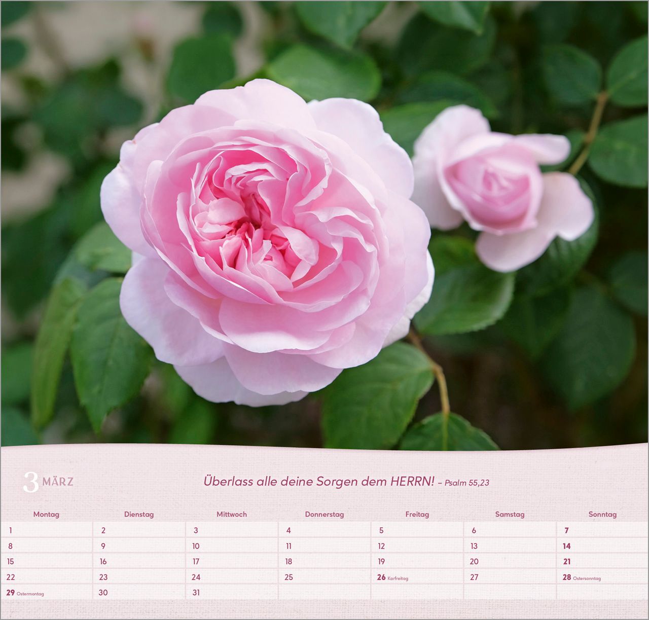 Wandkalender - Rosen 2027 Wandkalender