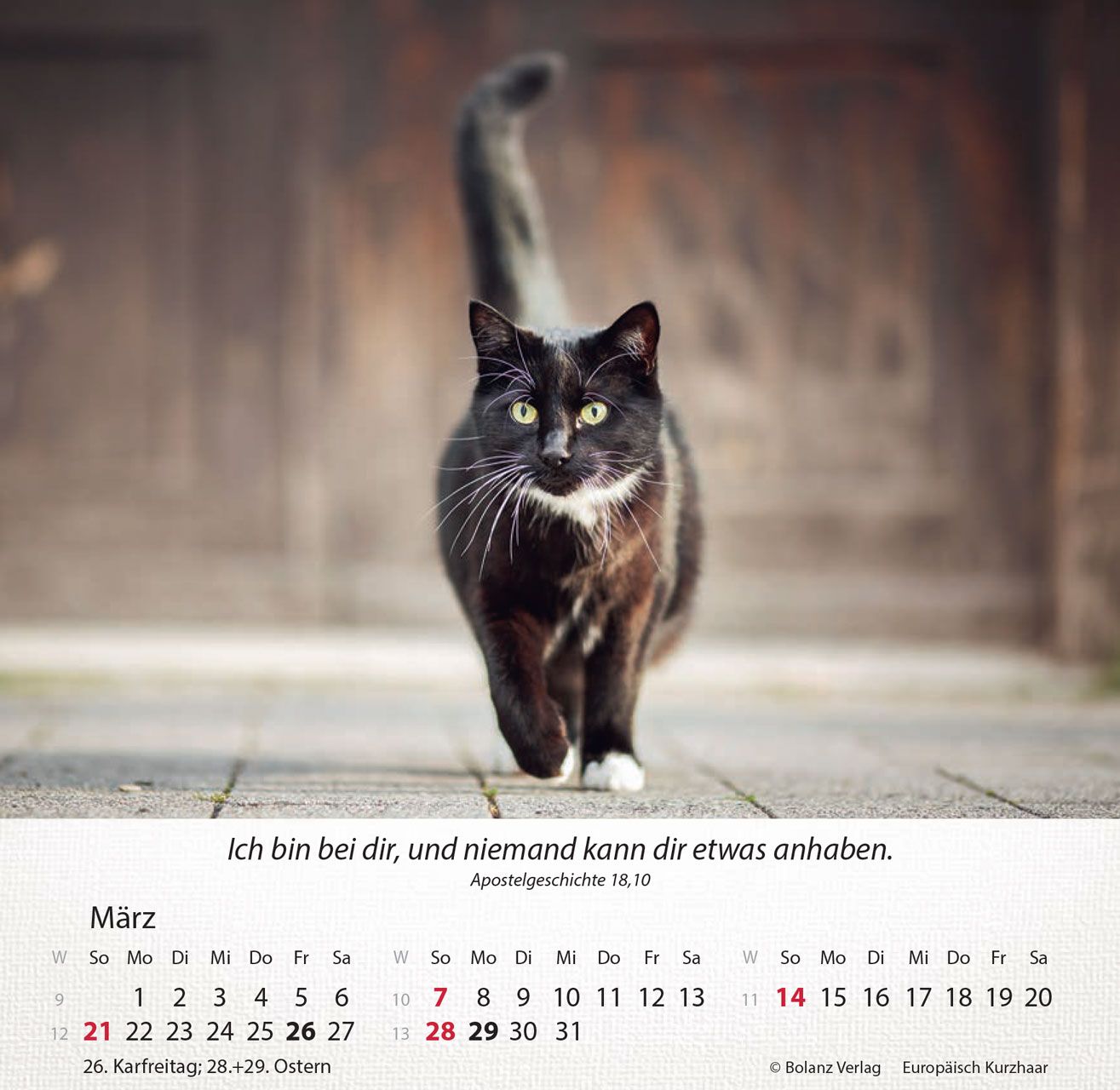 Tischkalender - Katzen 2027 Tischkalender