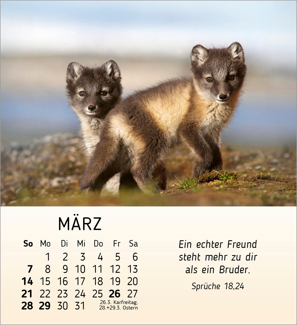 Tischkalender - Meine kleinen Freunde 2027