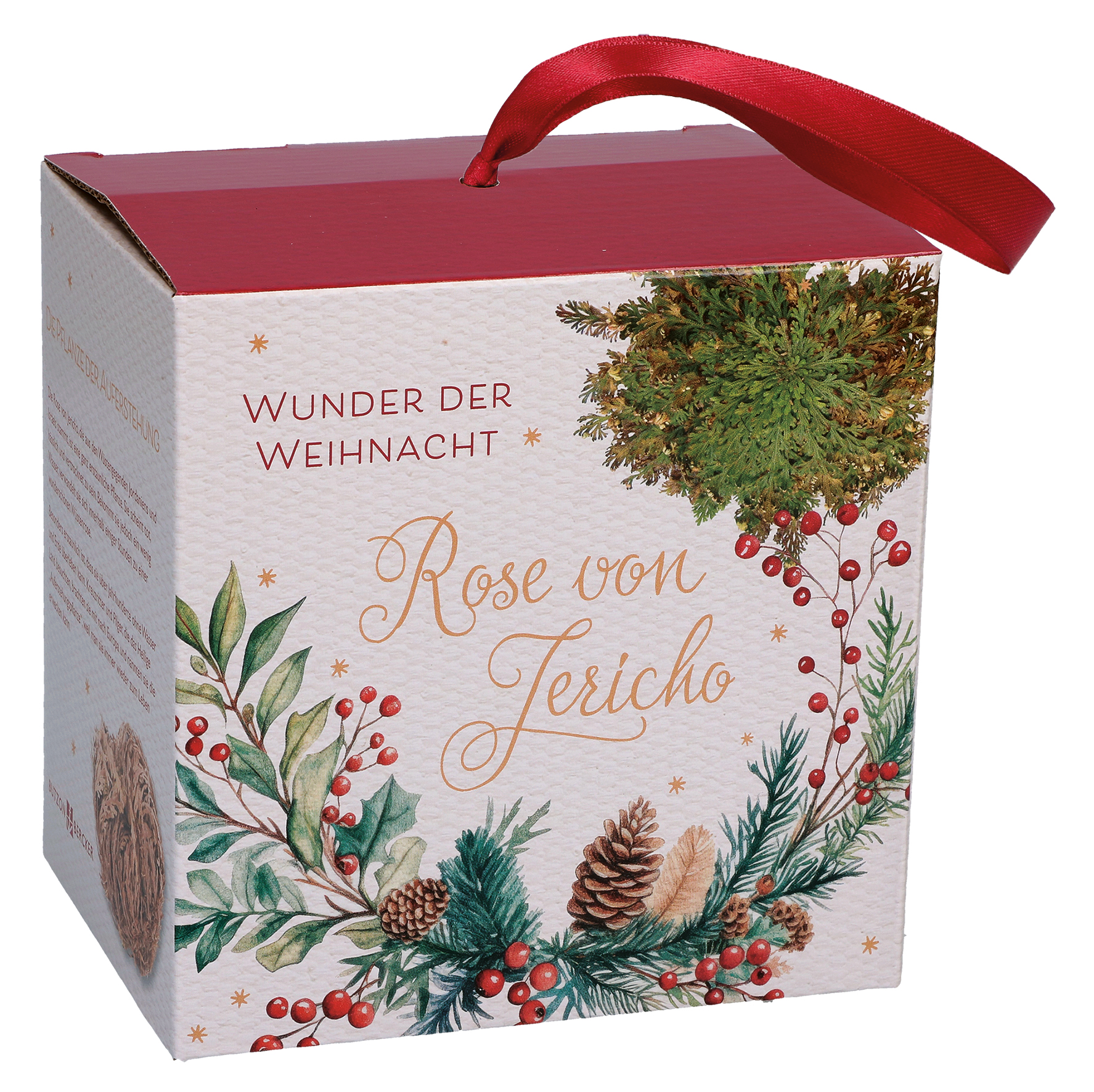 Blumen & Garten - Rose von Jericho