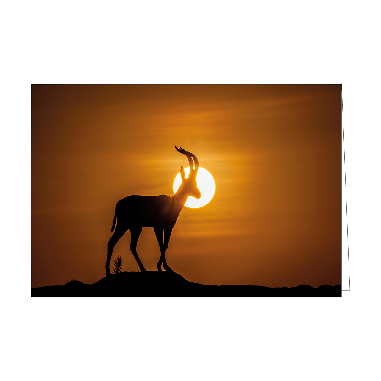 Faltkarten-Serie - Faltkartenserie Israel