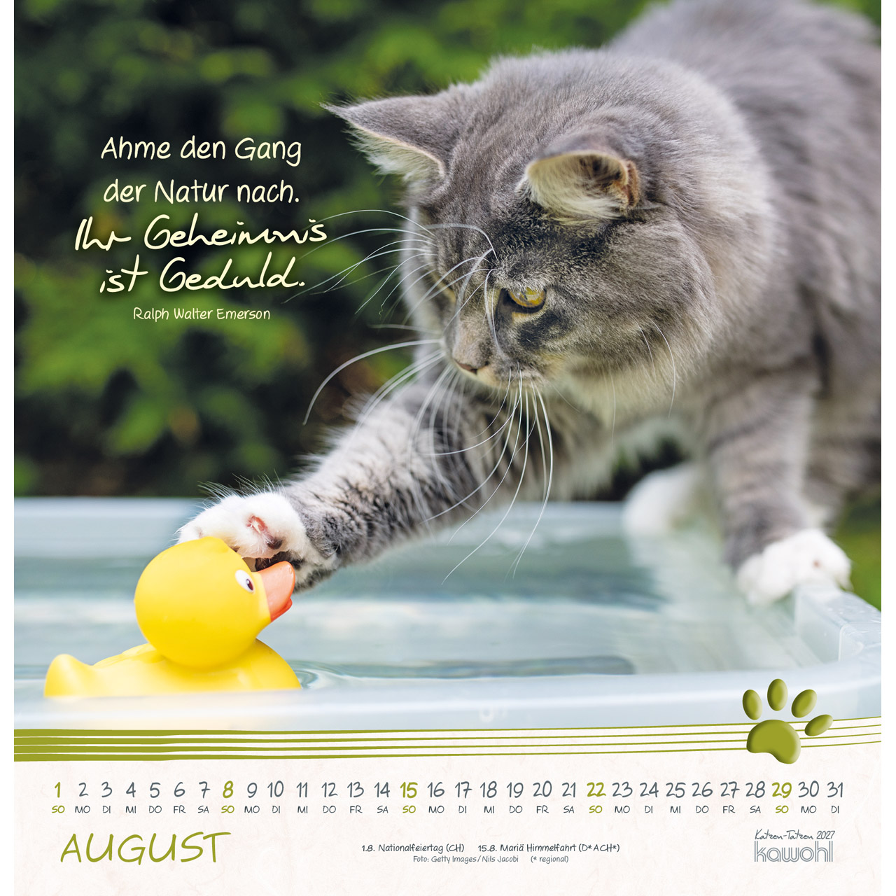 Wandkalender - Katzen-Tatzen 2027