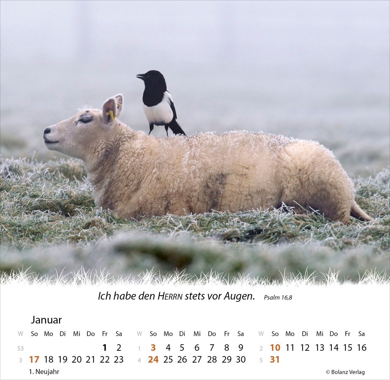Tischkalender - Ein Leben für die Schafe 2027 Tischkalender