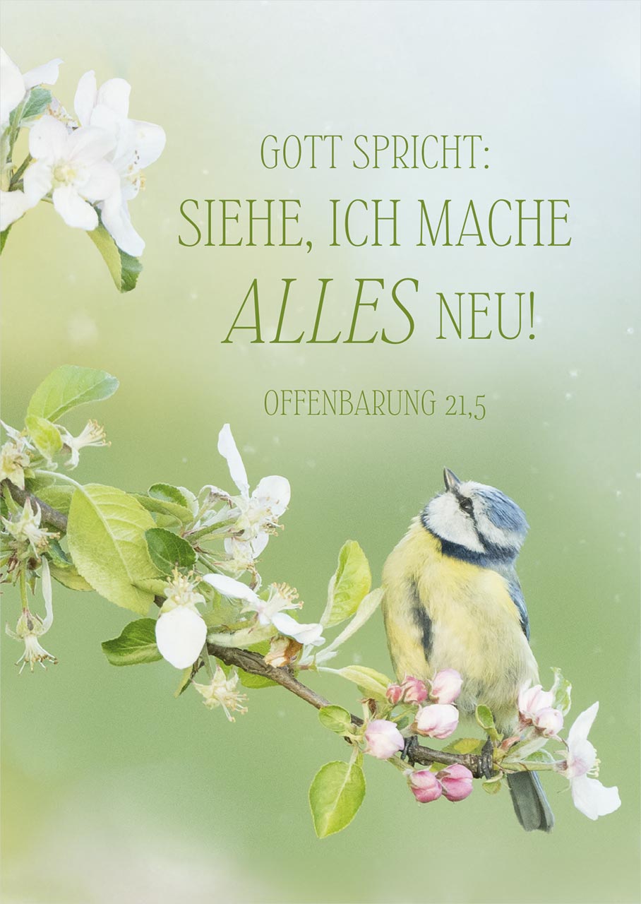 Postkarte 'Siehe, ich mache alles neu' - Vogel (12 Ex.)