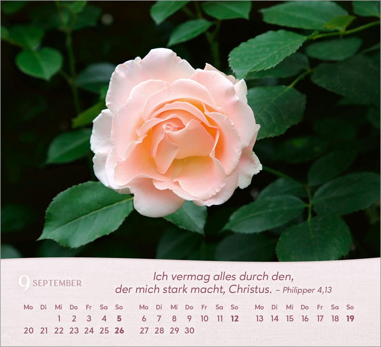 Tischkalender - Rosen 2027