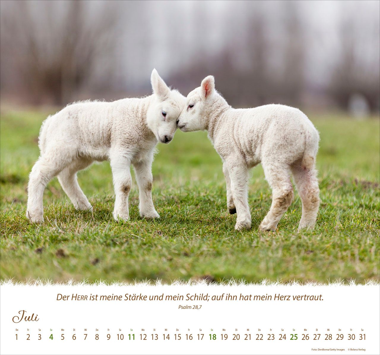Wandkalender - Ein Leben für die Schafe 2027 Wandkalender