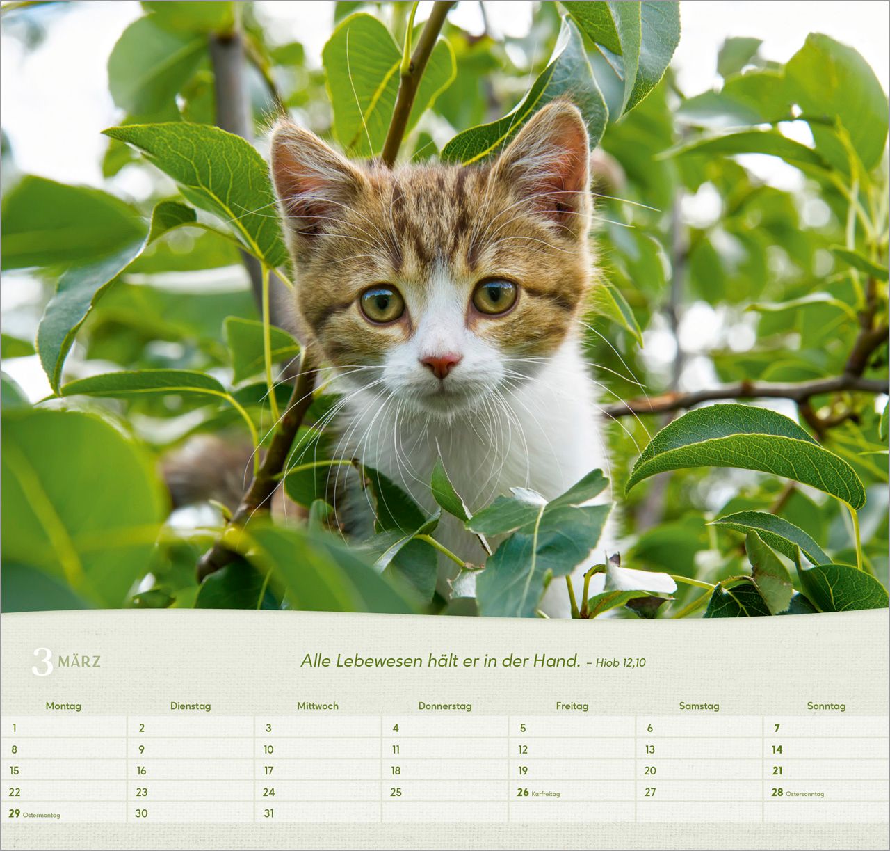 Wandkalender - Katzen 2027 Wandkalender