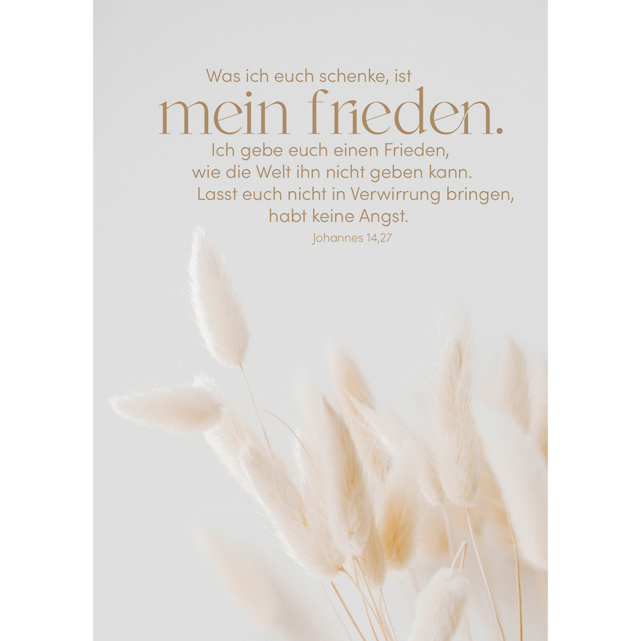Postkarten - mein frieden. - Pampasgras Grafik