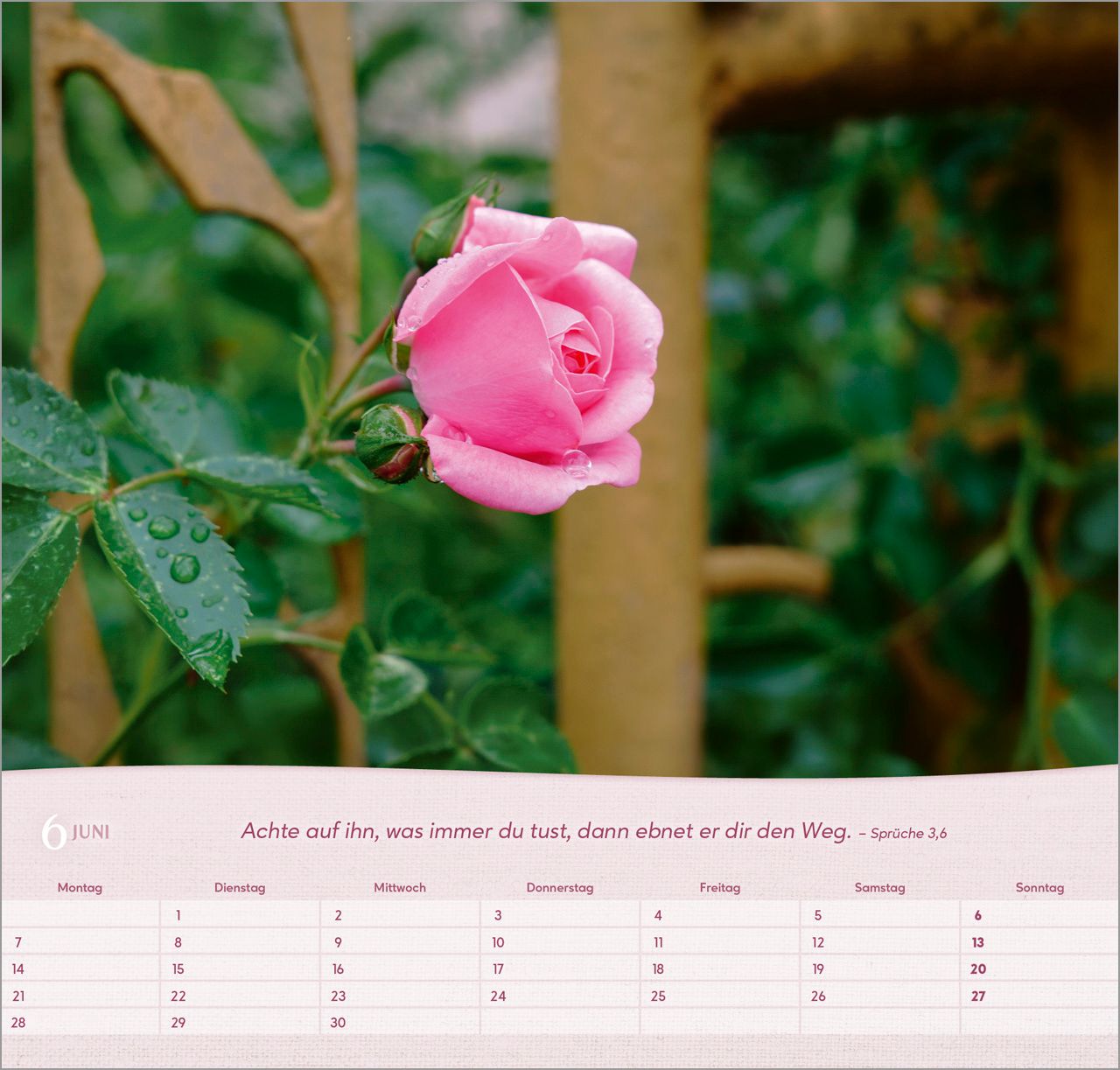 Wandkalender - Rosen 2027 Wandkalender