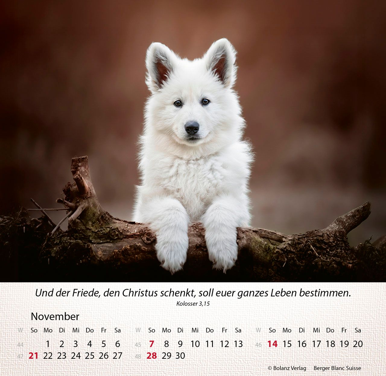 Tischkalender - Hunde 2027 Tischkalender