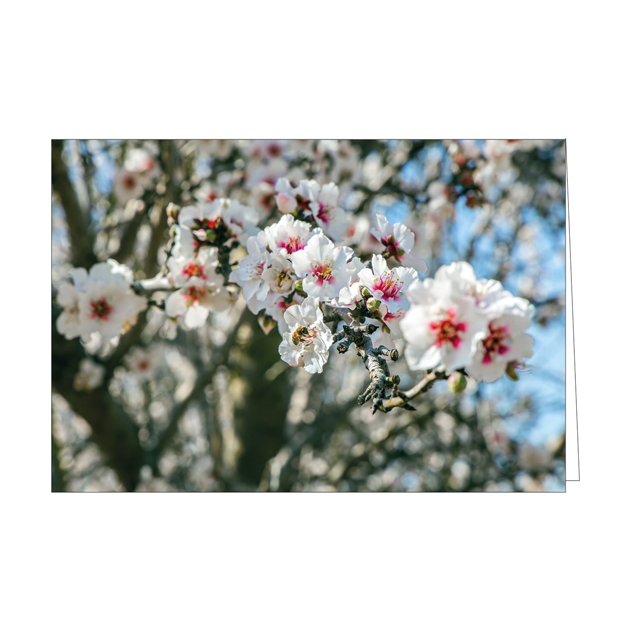 Faltkarten-Serie - Faltkartenserie Israel