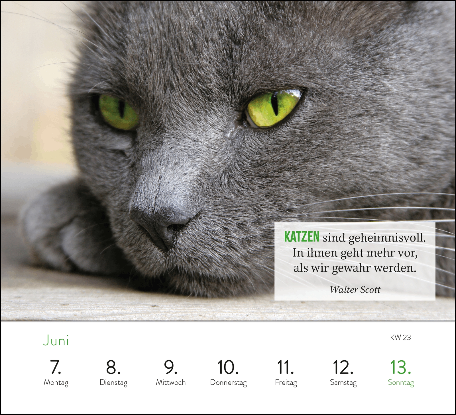 Aufstellkalender - Kluge Katzen 2027