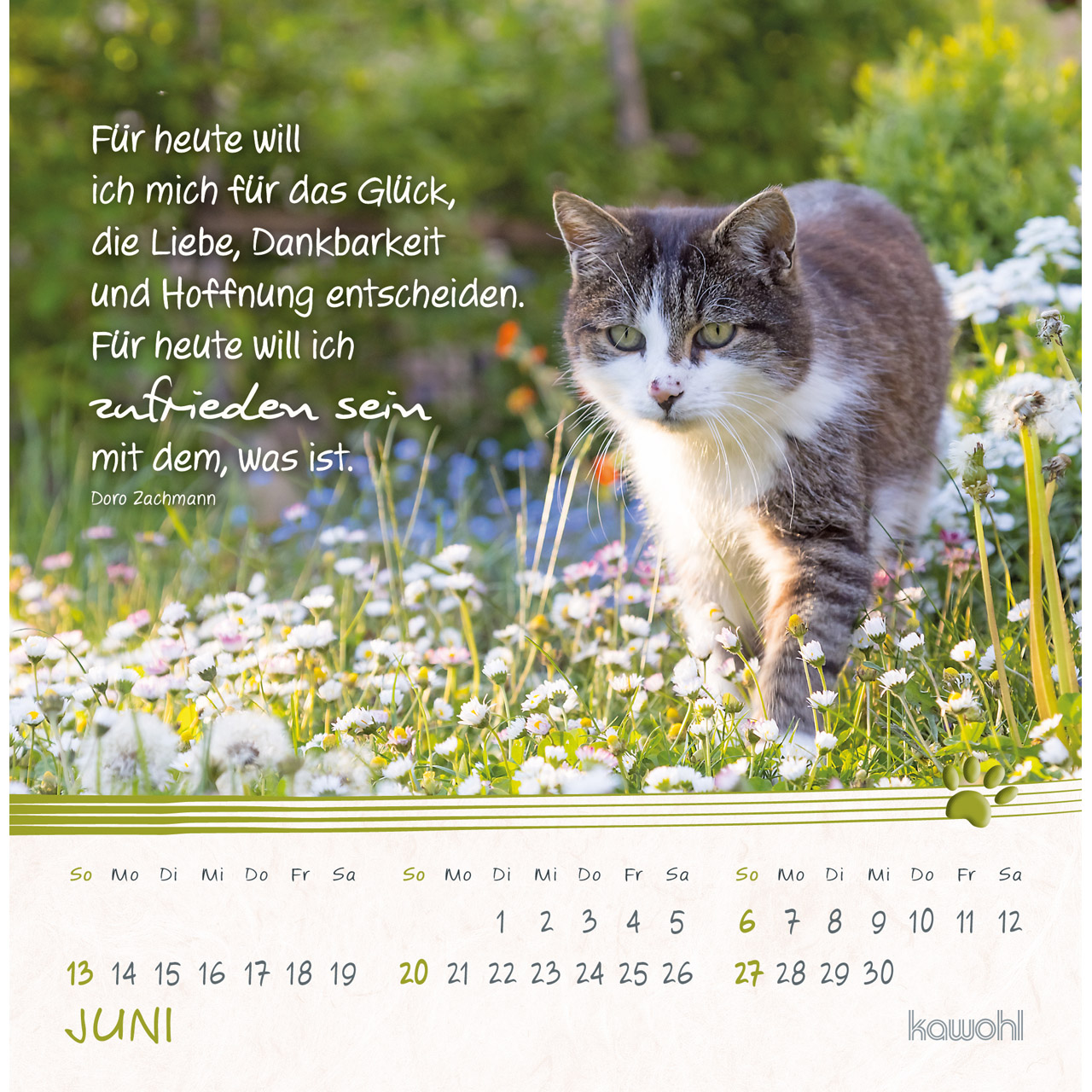 Postkartenkalender - Kleine Katzen-Tatzen 2027