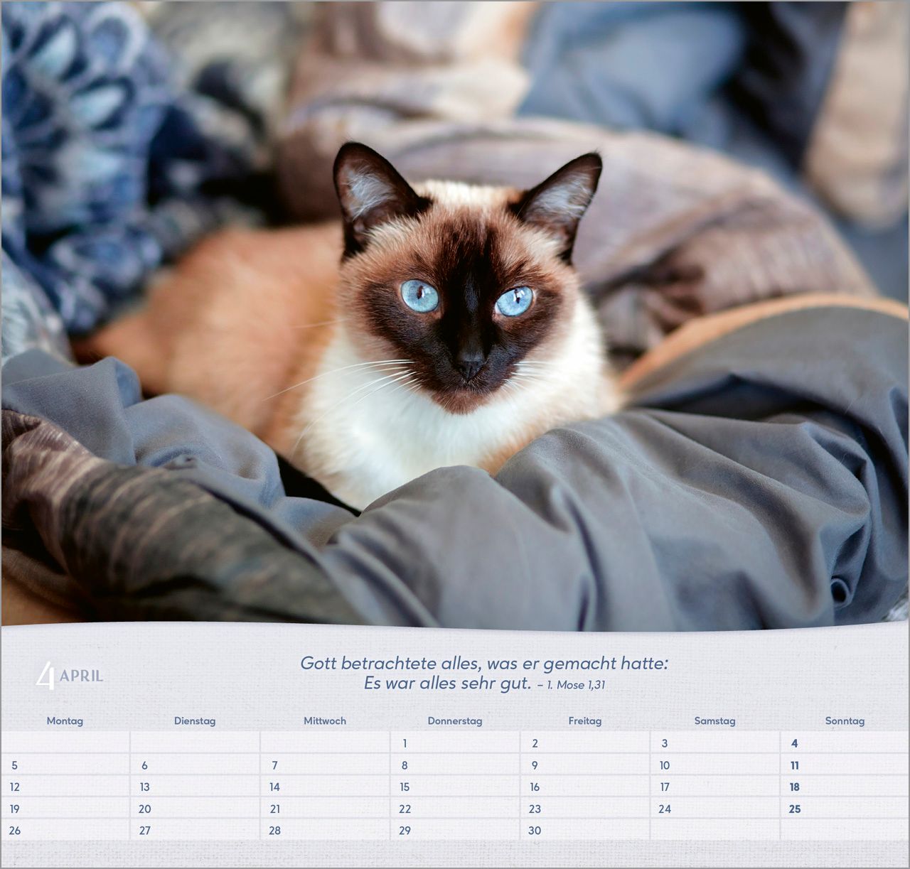 Wandkalender - Katzen 2027 Wandkalender