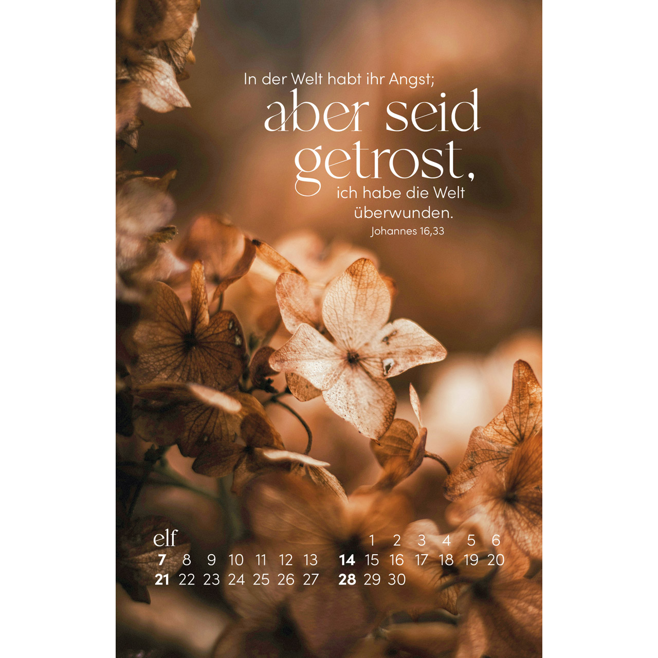 Postkartenkalender - Sein Wort. Dein Fels. 2027