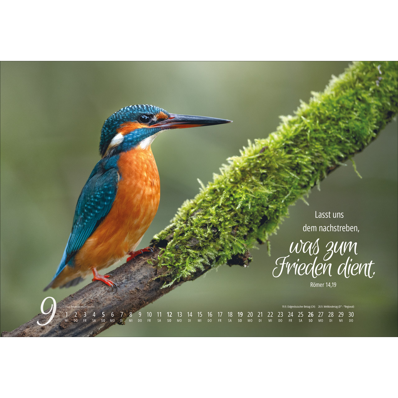 Wandkalender - Real Wildlife 2027