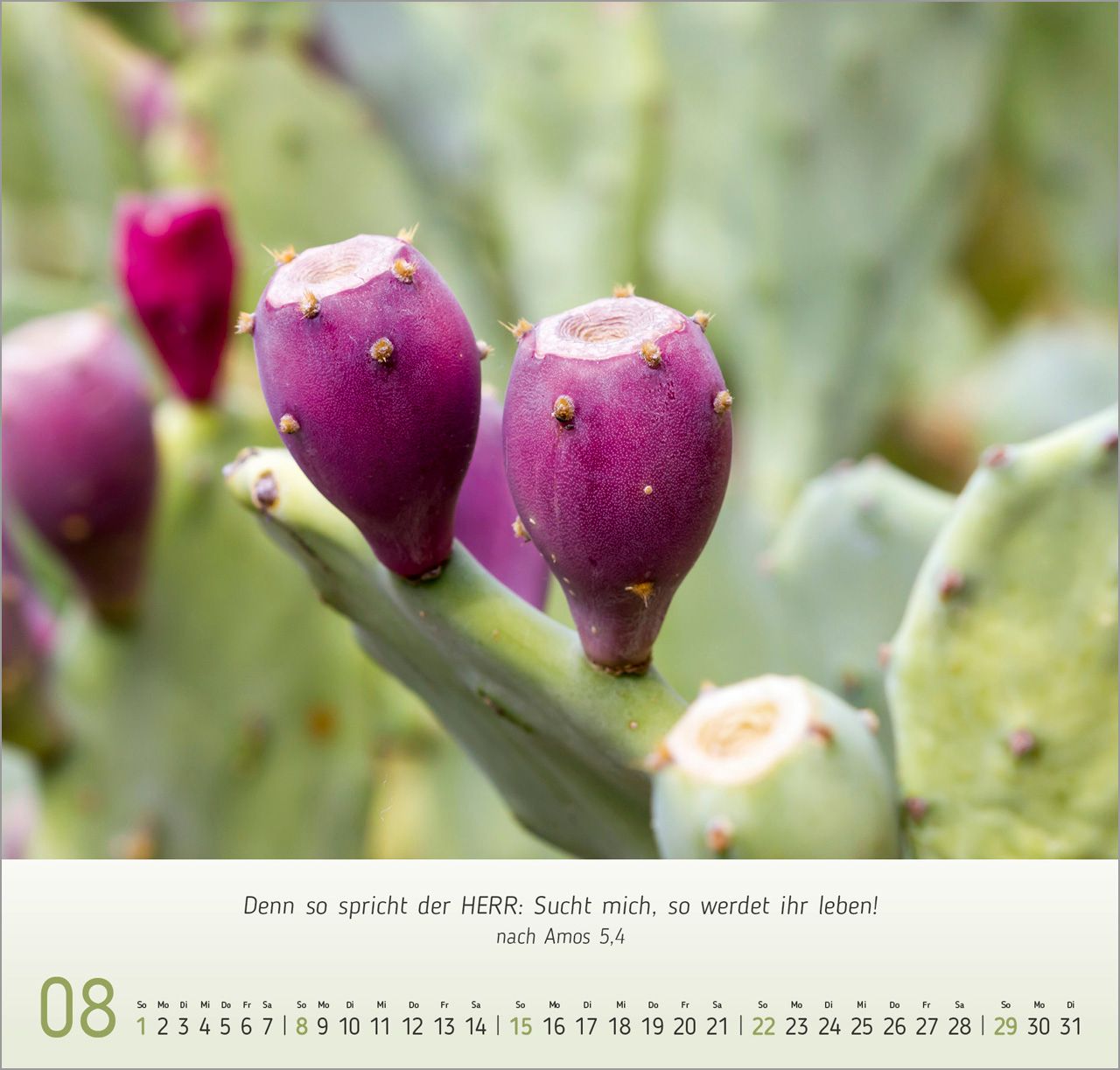 Wandkalender - Gesichter der Natur 2027