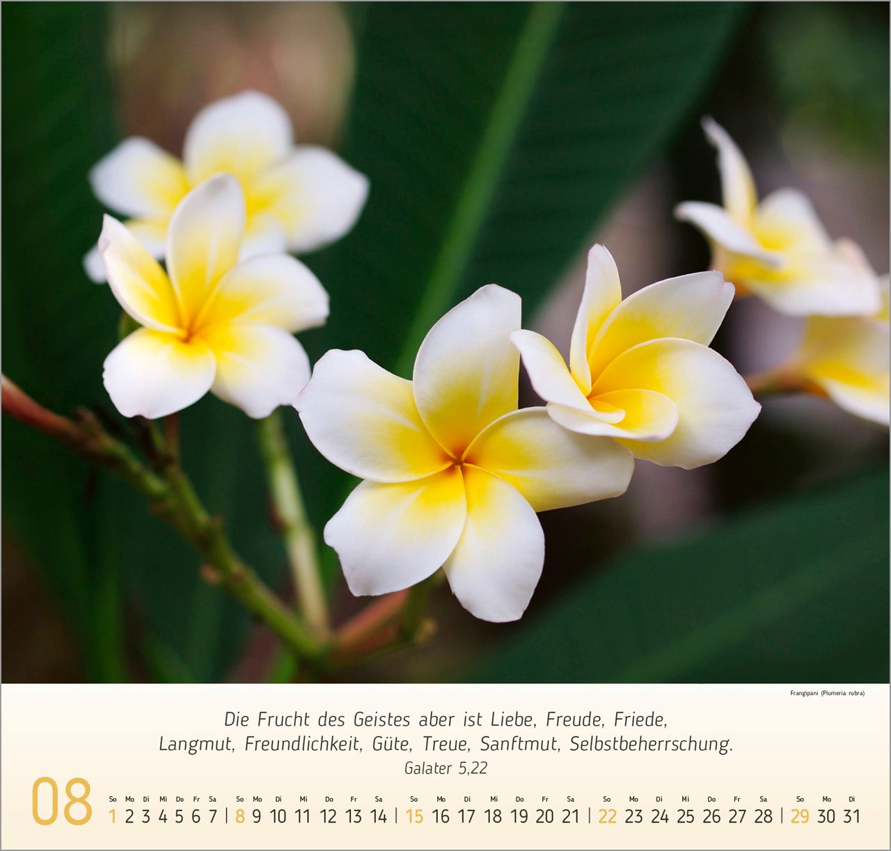 Wandkalender - Blumen-Impressionen 2027 Wandkalender