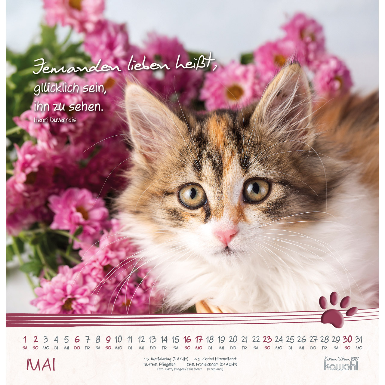 Wandkalender - Katzen-Tatzen 2027