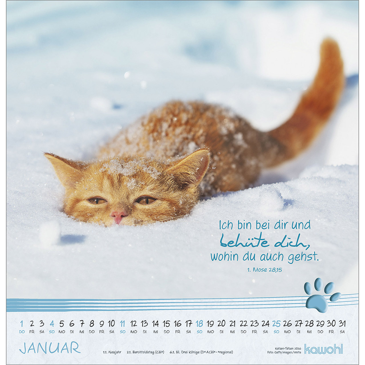 Wandkalender - Katzen-Tatzen 2026