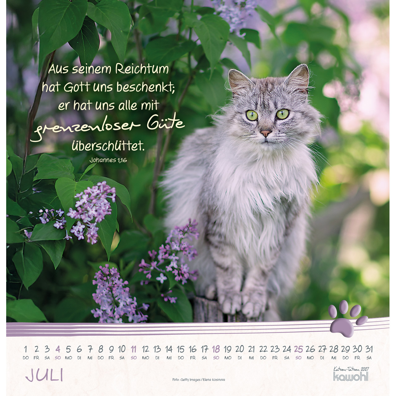 Wandkalender - Katzen-Tatzen 2027