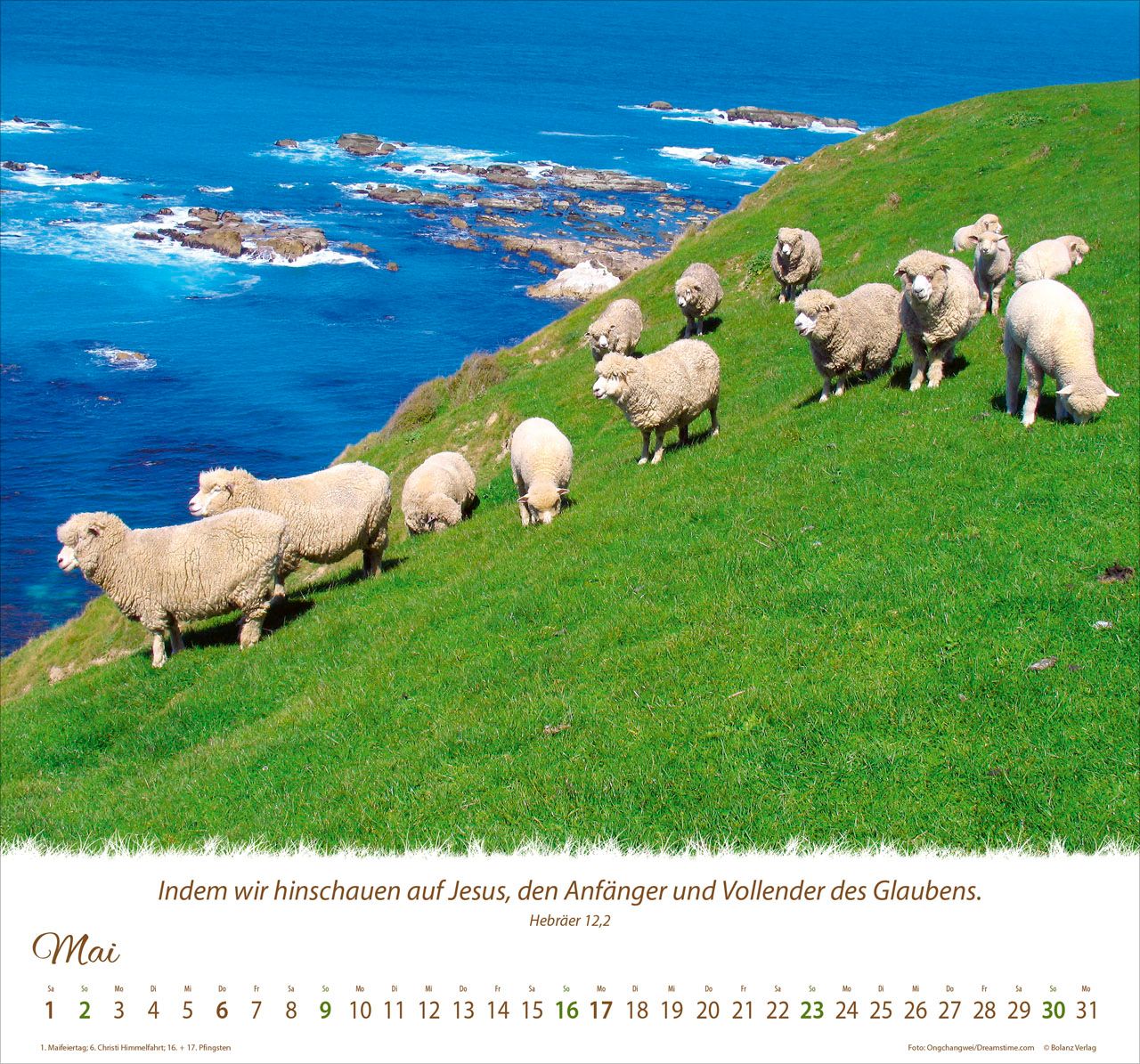 Wandkalender - Ein Leben für die Schafe 2027 Wandkalender