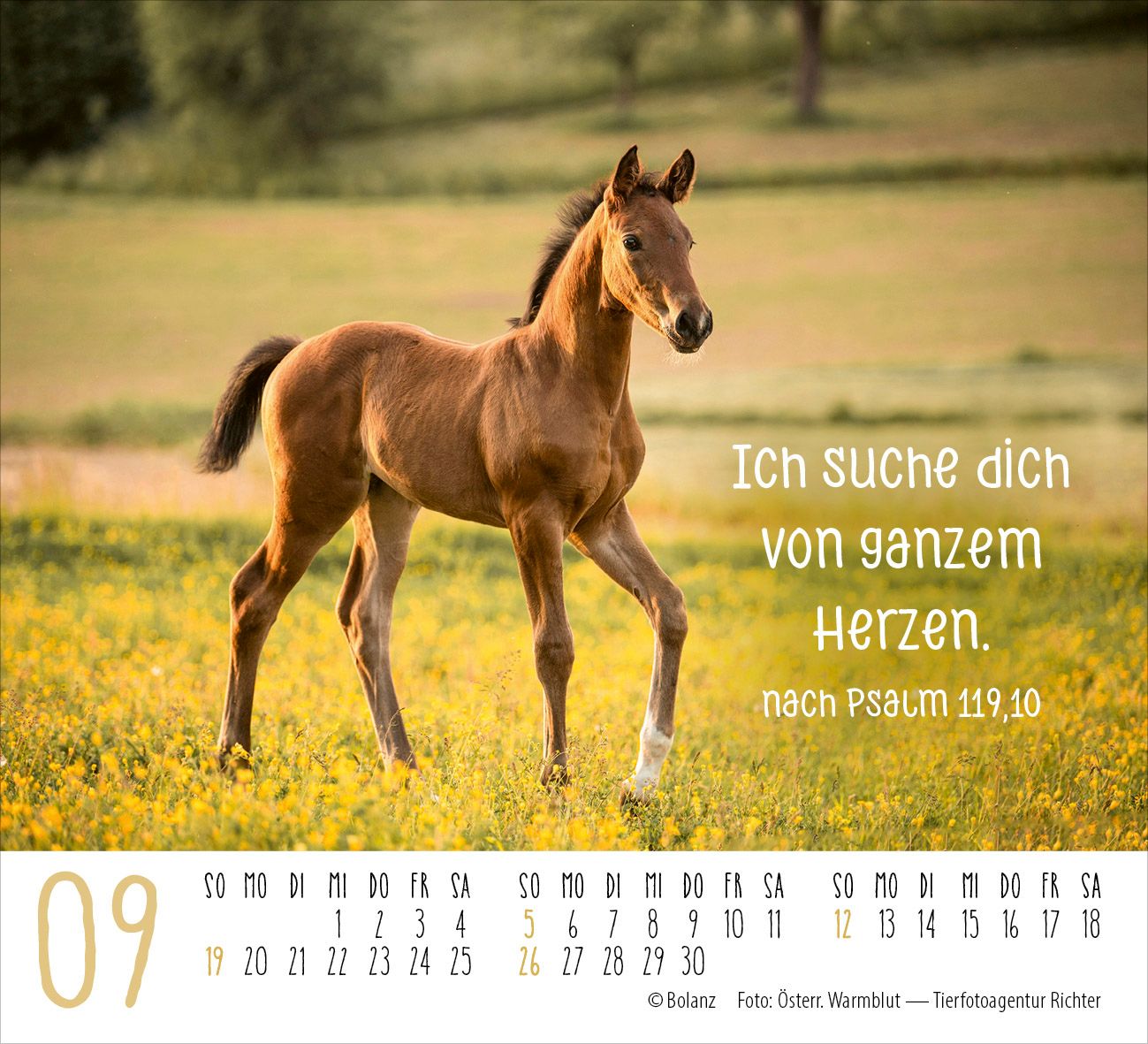 Aufstellkalender - Pferde 2027