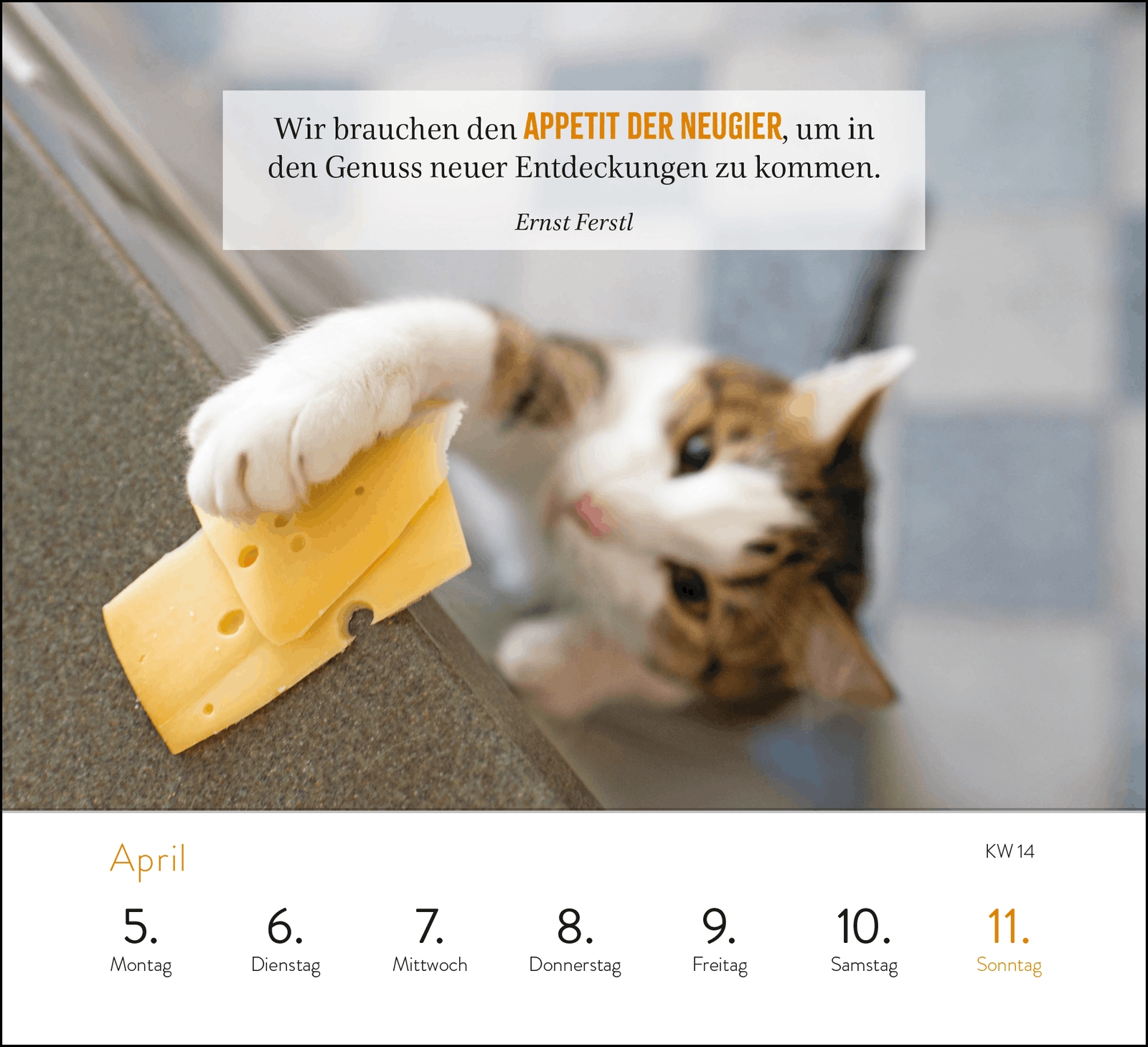 Aufstellkalender - Kluge Katzen 2027
