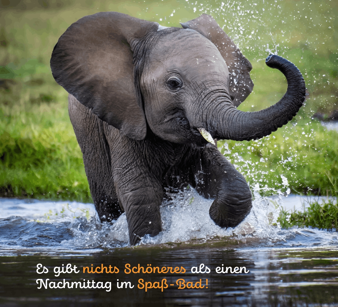 Aufstellbuch - Tierisch happy jeden Tag