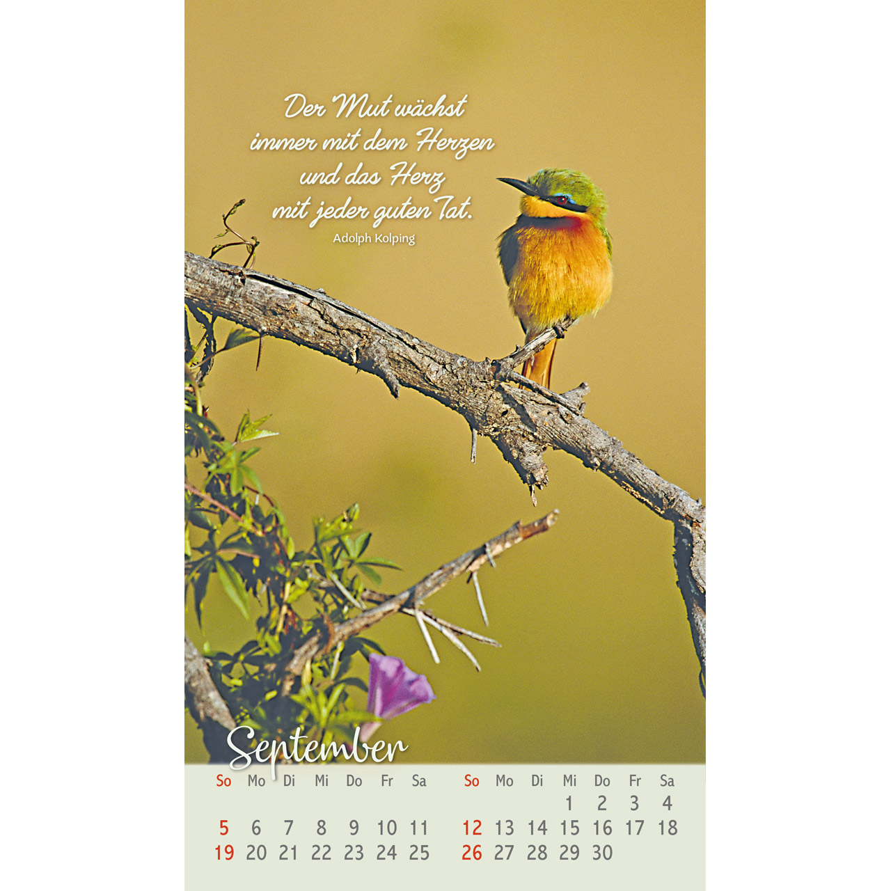 Postkartenkalender - Beflügelt und geborgen 2027