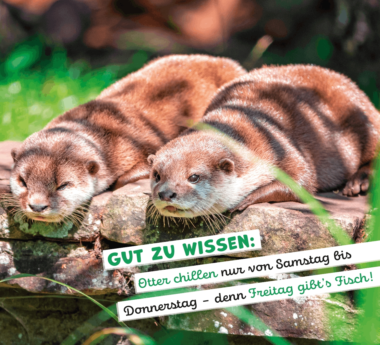 Aufstellbuch - Tierisch happy jeden Tag