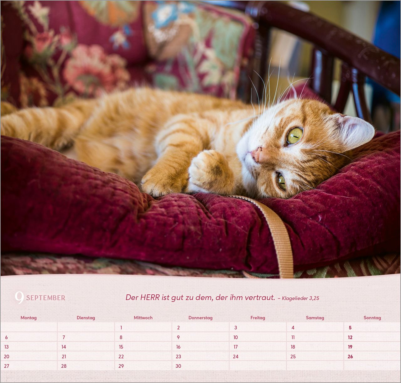 Wandkalender - Katzen 2027 Wandkalender